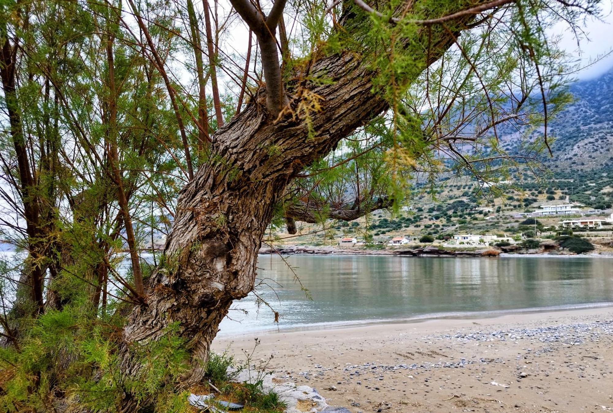 Tholos Alexandra'S Beachfront House Kavoúsion 외부 사진